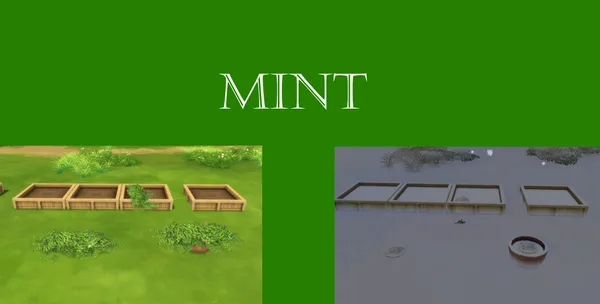 Mint Harvestable